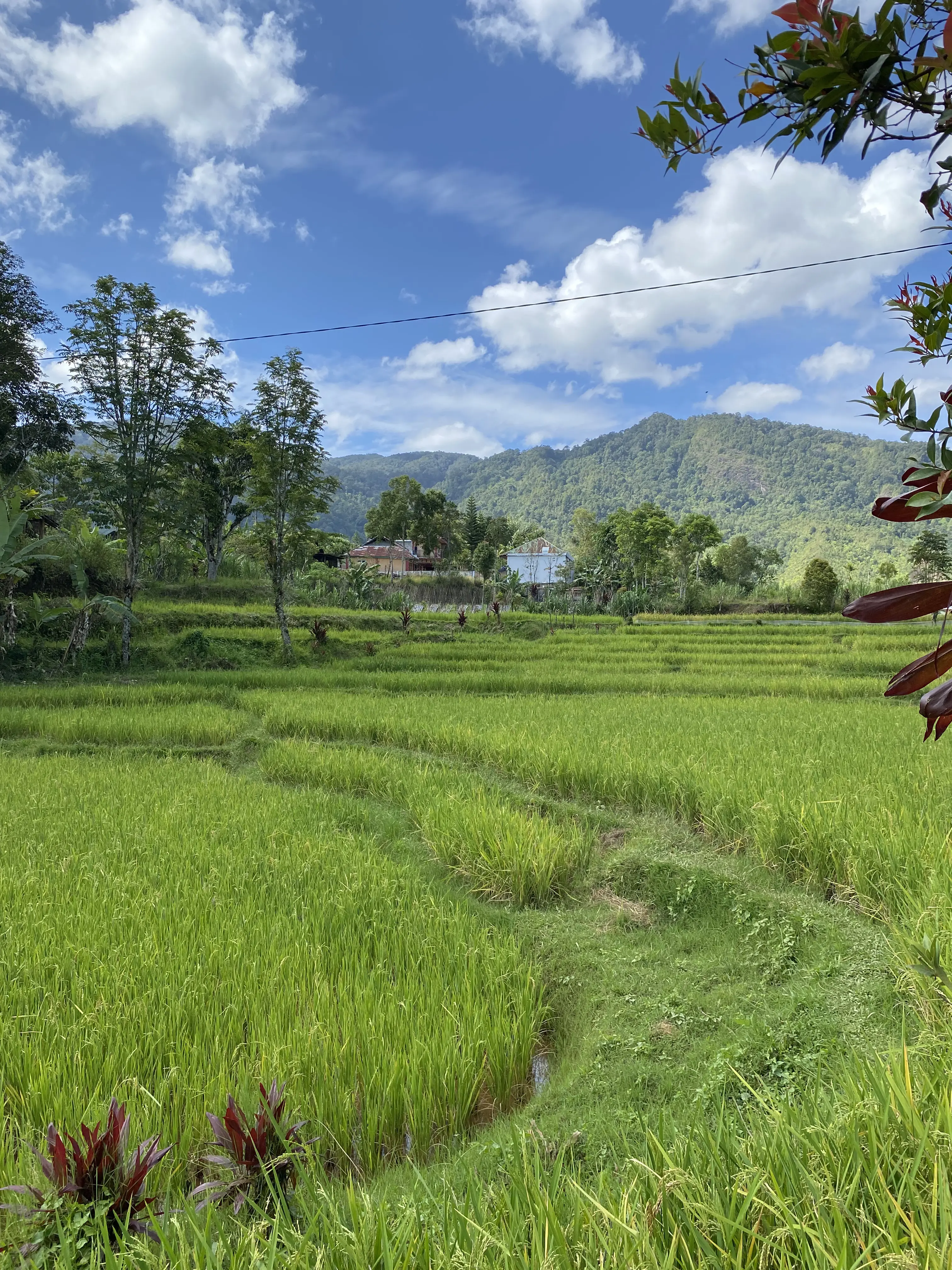 Salah satu sudut pemandangan di KBA Tabek, Talang Babungo.